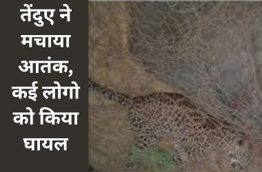 Leopard created terror